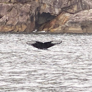 Meet your Posher, Robin